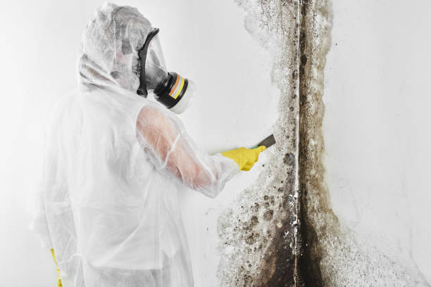 Best Best Mold Removal Companies  in Montague, MI