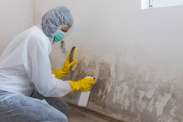 Best Black Mold Removal  in Montague, MI