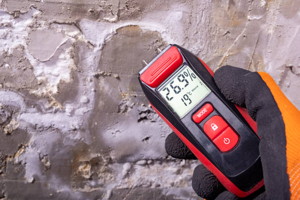 Best Emergency Mold Removal  in Montague, MI