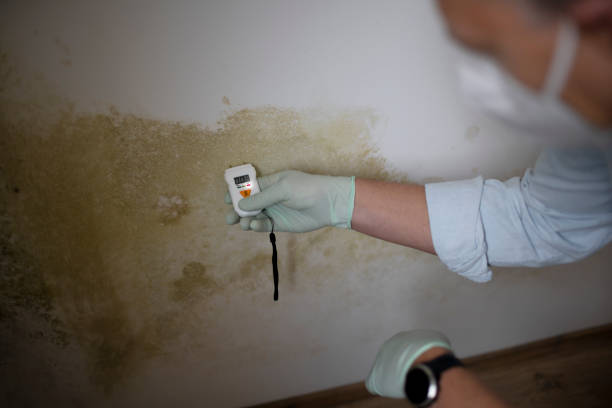 Best Home Mold Removal  in Montague, MI