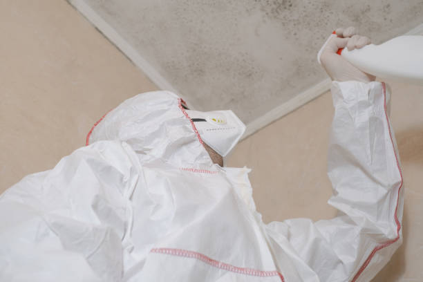 Trusted Montague, MI Mold Removal Experts