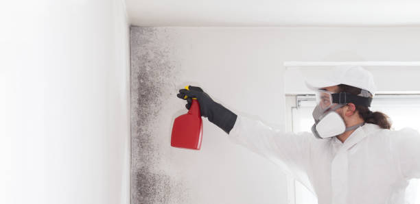 Best Mold Removal and Inspection  in Montague, MI