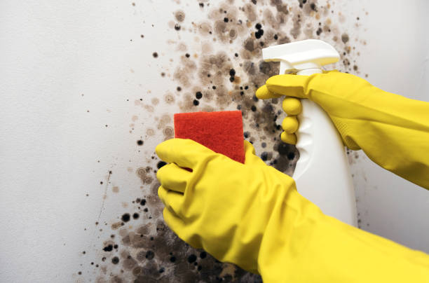Best Toxic Mold Removal  in Montague, MI