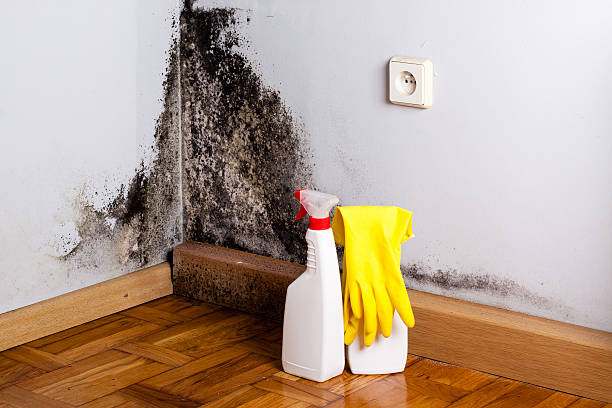 Best Local Mold Removal Service  in Montague, MI