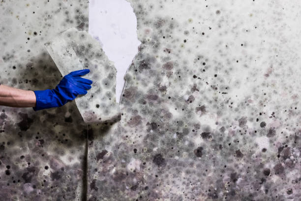 Best Mold Testing  in Montague, MI