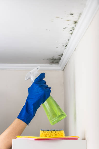 Best Mold Testing  in Montague, MI