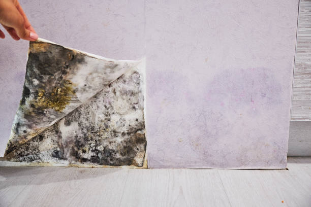 Best Office Mold Removal Services  in Montague, MI